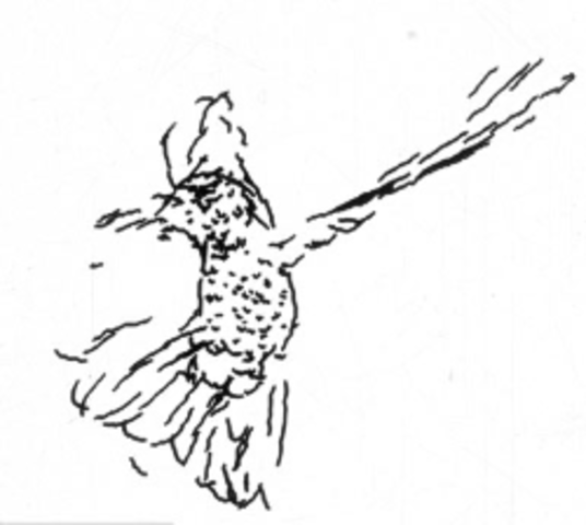 Hummingbird