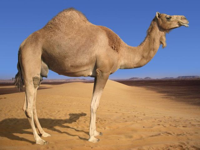 Camels in West Africa?