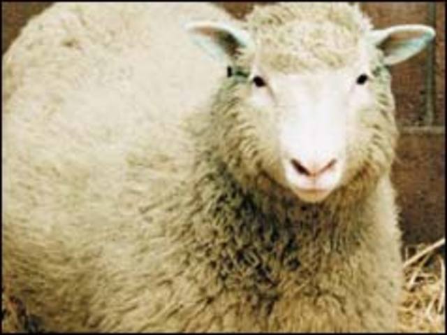 Dolly the cloned sheep