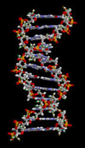DNA