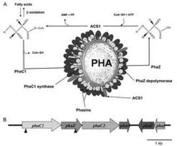 BIOPOL (POLIHIDROXIALCANOATO)