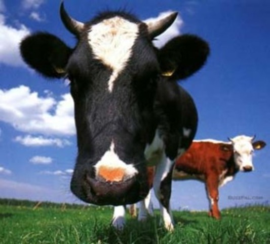 Scientists in Japan clone eight identical calves using cells from a single adult cow.