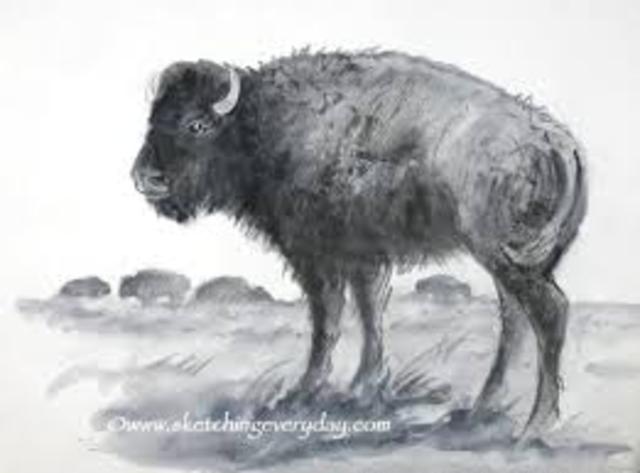 The end of the Buffalo? - Environment