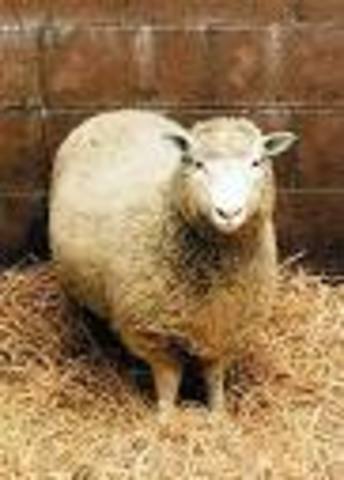 Researchers clone a sheep by using a cell from an adult ewe