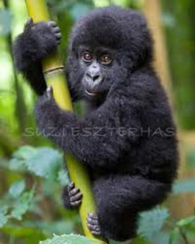 S.O.S Gorilas Capitulo 15