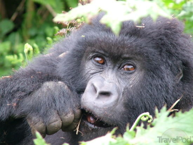 S.O.S Gorilas Capitulo 16