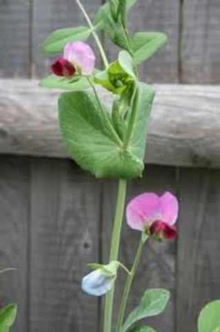 planted experimental gardens