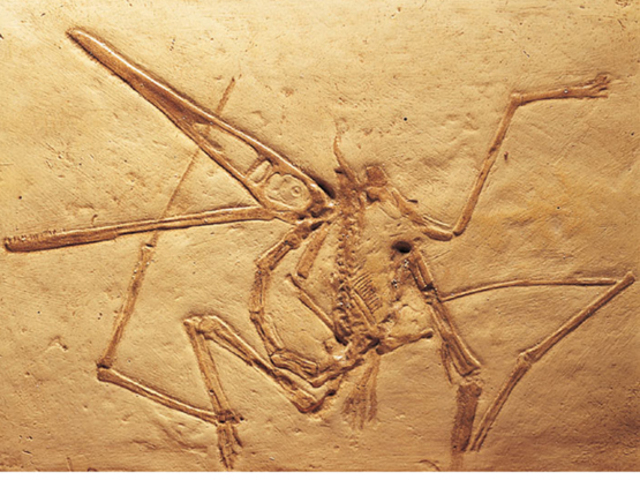 NACIMIENTO DE LOS ANIMALES