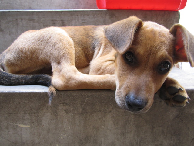 En esta foto recien lo habian bañado