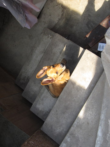 EN ESTA FOTO ESTA APRENDIENDO A SUBIR LA ESCALERA