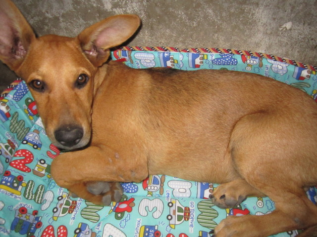 en esta foto esta durmiendo en su cama