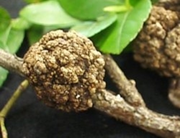 At the Waite Institute in Adelaide, scientists genetically modify a type of soil bacteria that causes crown gall. The scientists remove the disease and they replace it with a gene that protects the plant from the disease, crown gall.