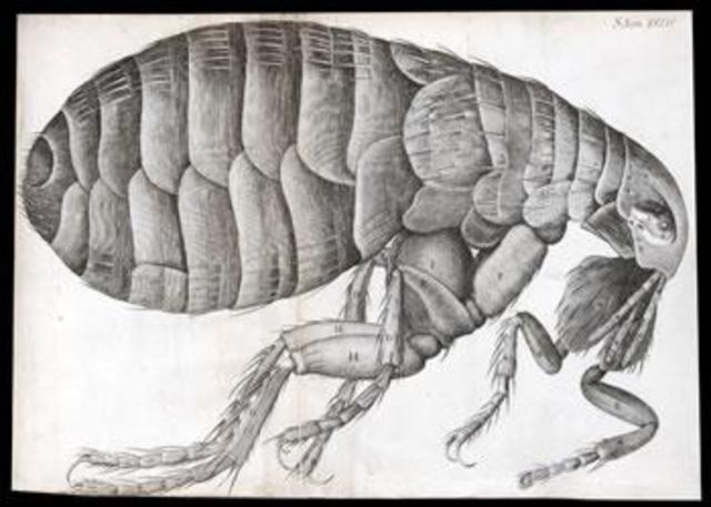 The Great London Plague