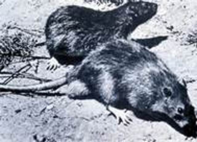 The black Death origin