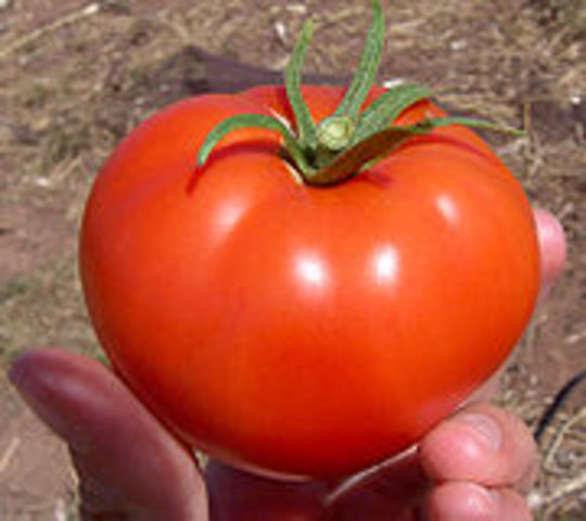 FlavrSavr Tomatoes
