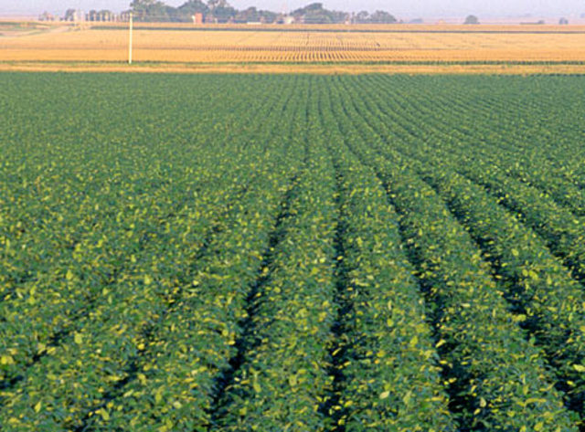 Planting Genetically Modified Foods