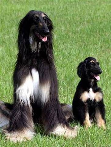 US Food and Drug Admin. conclude that food and food products derived from cloned animals or their offspring are safe to eat as that from non-cloned animals.