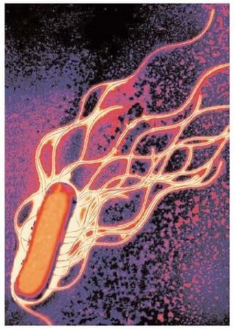 The first time transferring viral DNA into bacterium