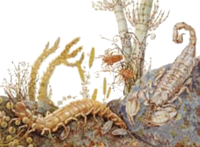 PERIODO CARBONÍFERO