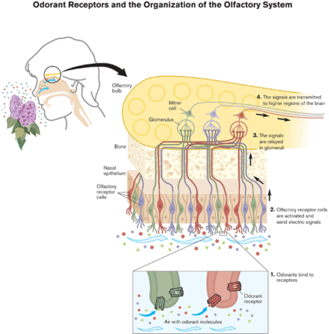 Nobel Prize for olifactory organization