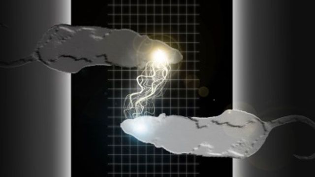 Ratten communiceren van brein tot brein