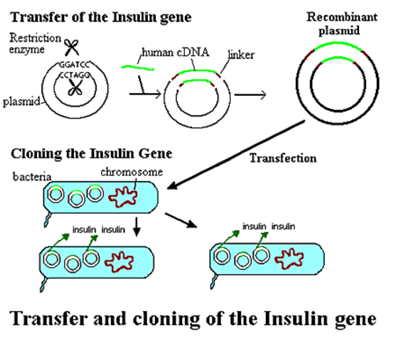 First biotchnology patent granted: US researchers awarded a US patent that allows them to make human insulin from GM bacteria.