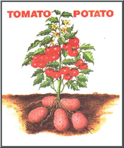 Clagene Inc. gets a patent to produce a tomato with a longer shelf life. In the UK, genes are added to potato plants to make them have more protein and increase their nutritional value.Removing the allergy-causing proteins from peanuts.