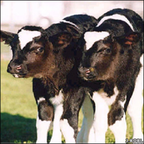 The banteg, an endangered specied of cattle, is cloned for the first timein the USA. Other cloning firsts are donkeys, horses and deer.