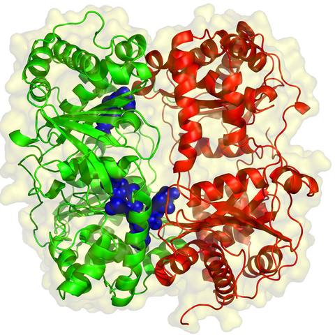 Ernst Hoppe-Seyler discovers invertase, an enzyme that cuts disaccharide sucrose into glucose and fructose