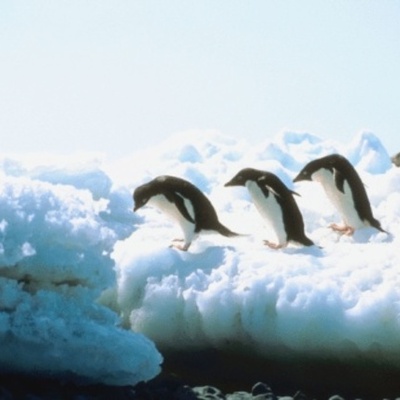 Timeline: Brody's Antarctica Timeline