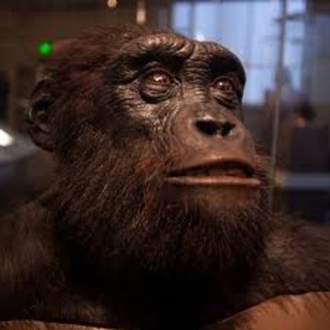 Sahelanthropus tchadensis