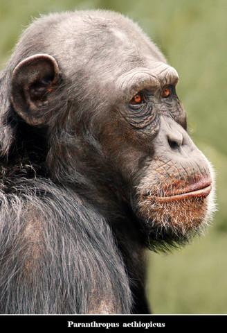 Australopithecus garhi