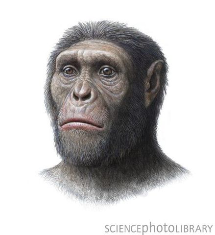 Australopithecus sediba