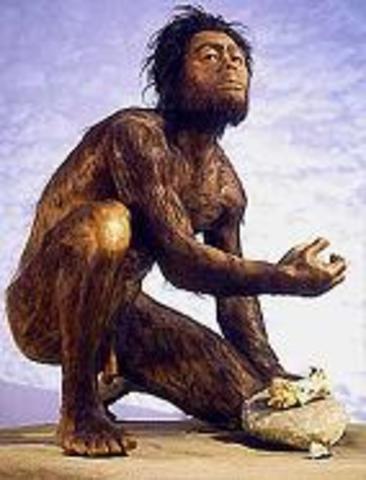 Homo Habilis