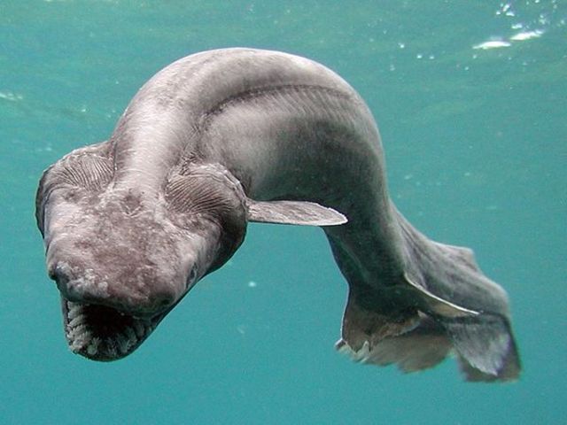 Frilled Shark
