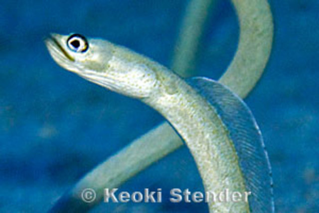 Garden Eel (Gorgasia hawaiiensis)