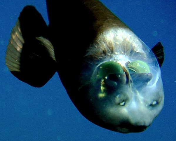 Pacific Barreleye (AKA spookfish)