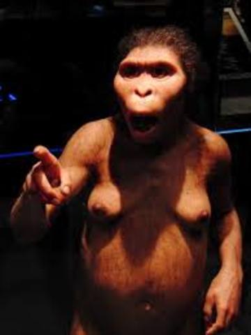 Australopithecus Afarensis
