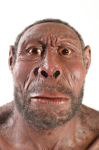 Homo Erectus