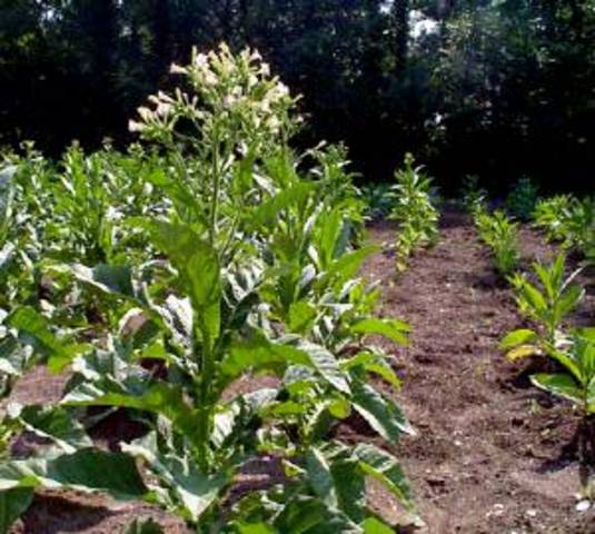 The US Enviromental Protection authority approves the release of the first GM virus resistant tobacco plant.