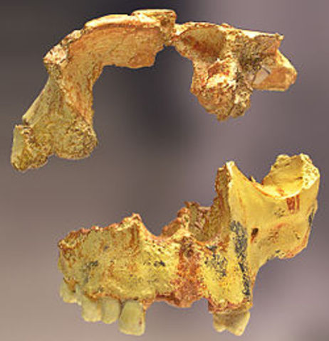 Homo Antecessor