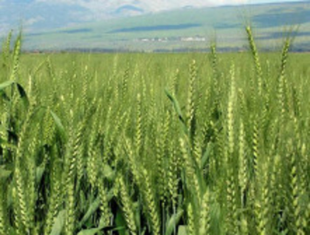 Green Revolution beging