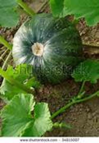 A Green Pumpkin?