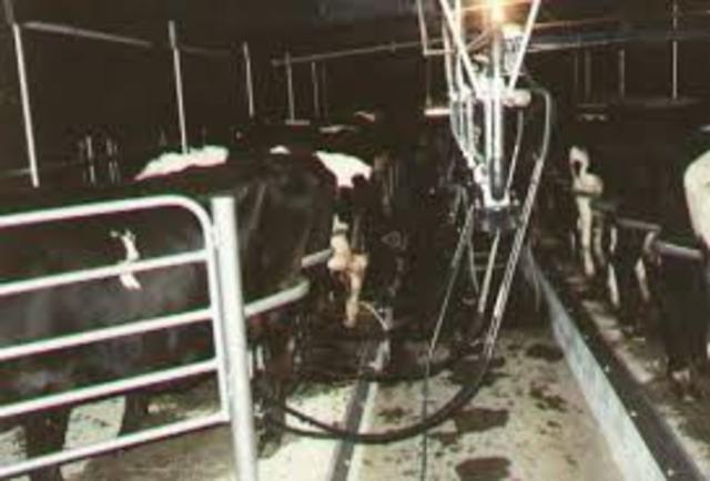 the first ever cow shed its called the herringbone