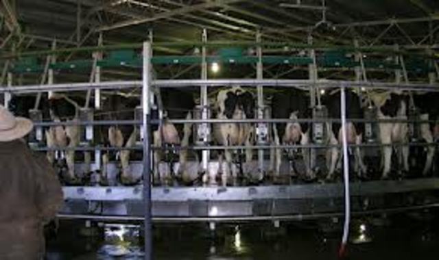 the first ever rotary cowshed