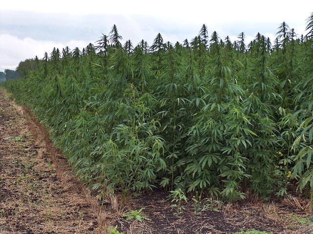Hemp becomes popular