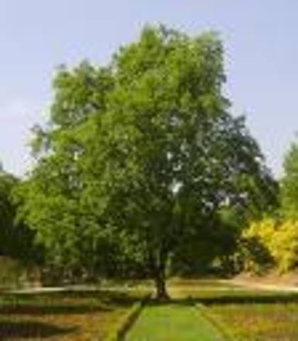 First release experiment