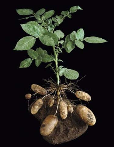 Potato Genes