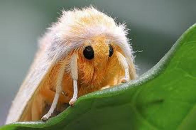 The armistice agreed upon between the new Russian government and the Central Powers goes into effect.