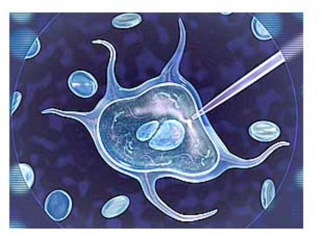 Viral DNA tranferred